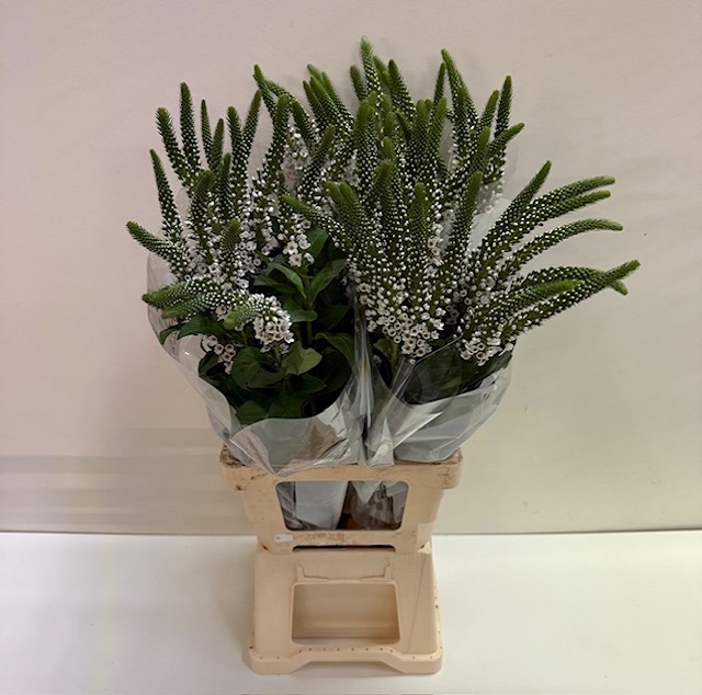 Lysimachia moonlight.jpg